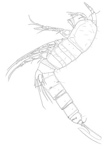 A line drawing of the copepod Ameira venthami