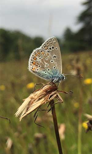 Common Blue butterfly