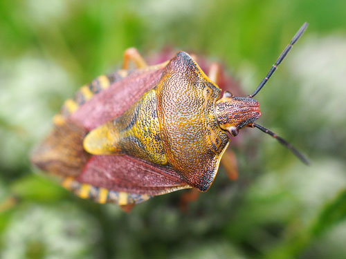 Carpocoris purpureipennis photo Derek Binns