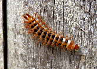 Drilus flavescens larva