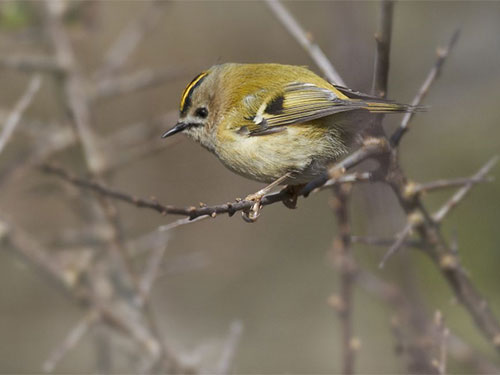 Goldcrest