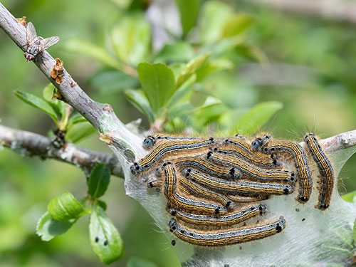 Goniocera versicolor - Bob Eade