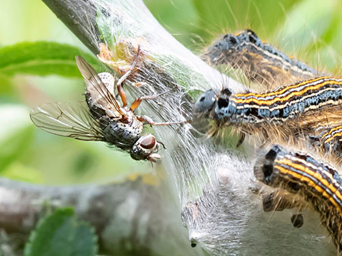 Goniocera versicolor - Bob Eade