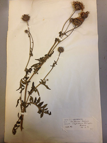 HLF Guermonprez Herbarium