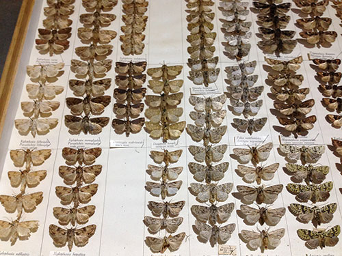 HLF Guermonprez moths