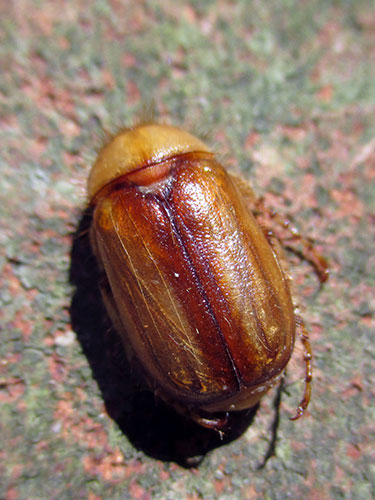 Rhizotrogus aestivus - Striped Summer Chafer