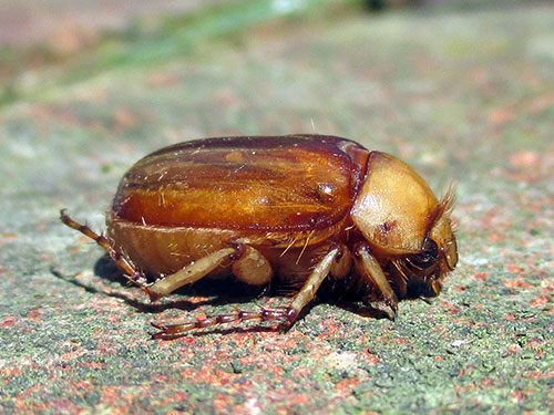 Rhizotrogus aestivus - Striped Summer Chafer