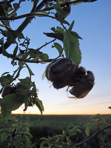 Rhizotrogus aestivus - Striped Summer Chafer