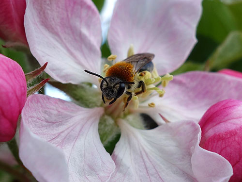 Andrena haemorrhoa