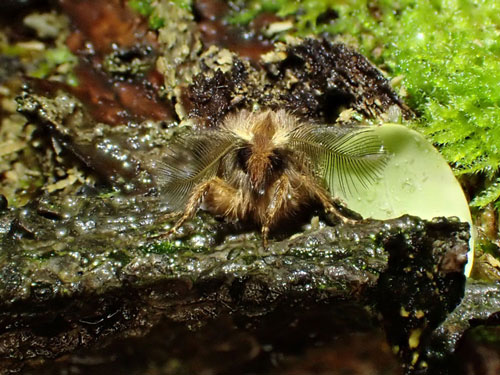 Plumed Prominent