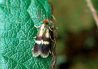 Stigmella aurella adult