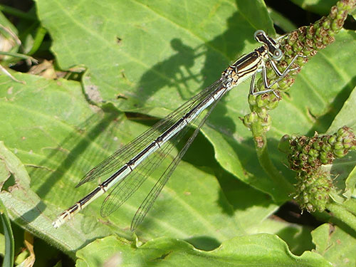 White-legged Damselfly female