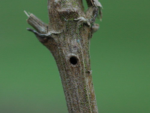 Adaina monodactyla gall