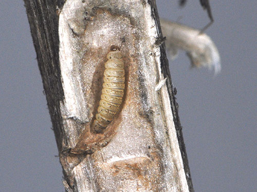 Adaina monodactyla larva