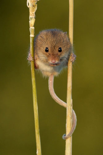 Harvest Mouse Matt Binstead