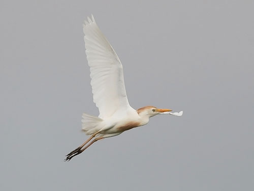 Cattle Egret - Martin Casemore