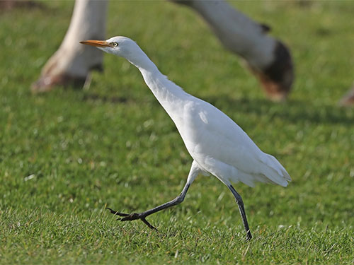 Cattle Egret - Martin Casemore