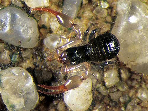 Neobisium carcinoides