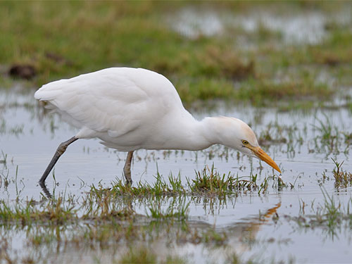 Cattle Egret - Martin Casemore