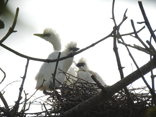 Young Cattle Egrets - Pete Denyer