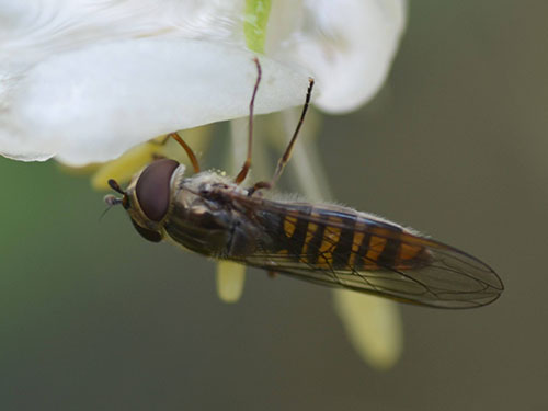 Marmalde Hoverfly