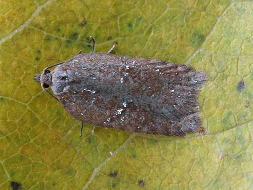 Acleris sparsana - Photo: Tony Davis