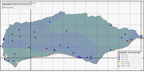 Adaina monodactyla distribution