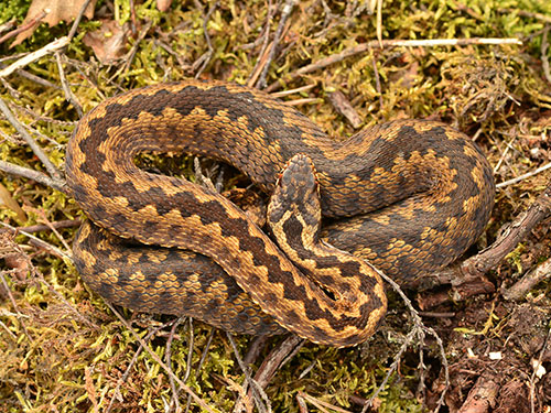 Female Adder