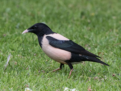 Rose-coloured Starling - J Clarkson