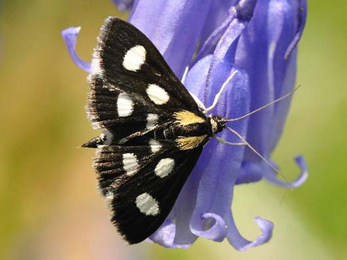 Anania funebris - Bob Eade