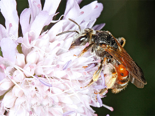 Andrena hattorfiana Female Red form. Photo Jeremy Early