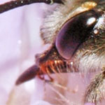 Large Scabious Mining Bee <i>Andrena hattorfiana</i>