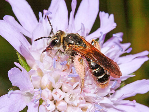 Andrena hattorfiana Female Normal form. Photo Jeremy Early