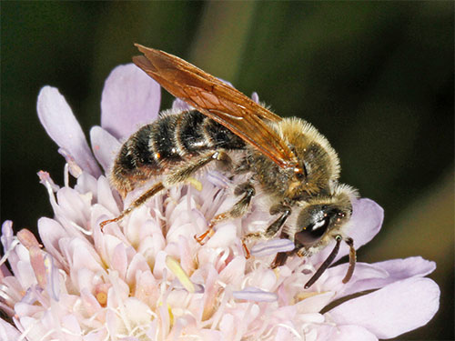 Andrena hattorfiana Male. Photo Jeremy Early