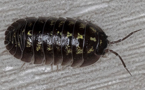 Armadillidium depressum - Bill Welch