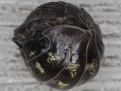 Armadillidium depressum - Bill Welch