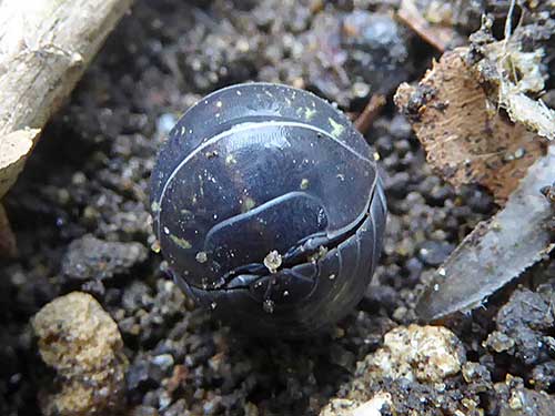 Armadillidium vulgare - Andrew Dyer