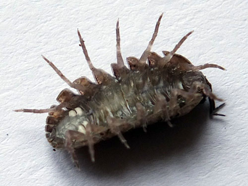 Armadillidium vulgare - Derek Binns