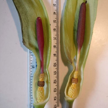 Cross-section of flowers