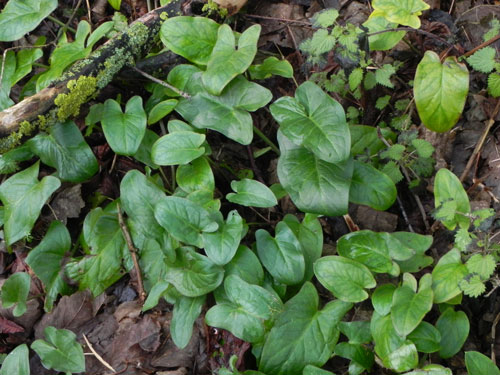 Emerging leaves of Scarce Lords and Ladies