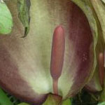 Lords and Ladies or Cuckoo-pint <i>Arum maculatum</i>