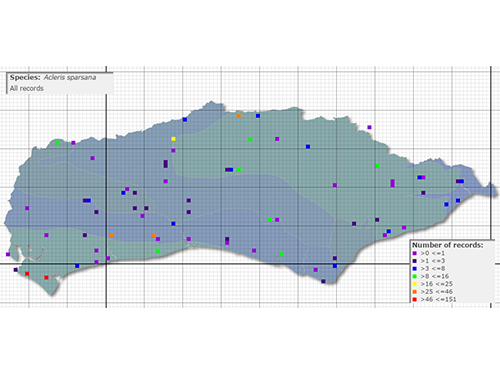 Distribution of Acleris sparsana in Sussex