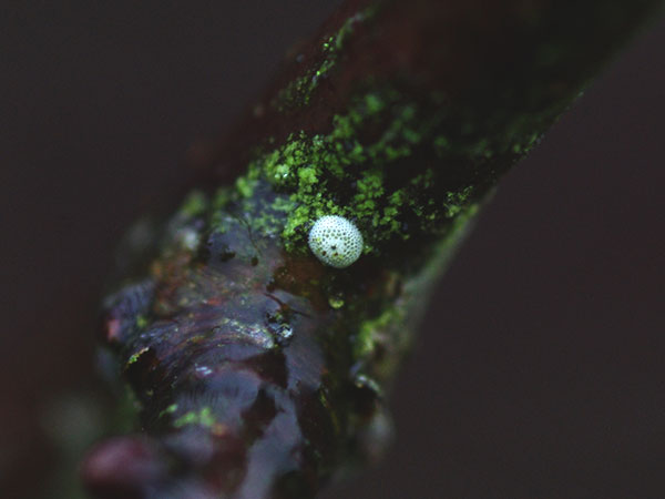 Brown Hairstreak egg