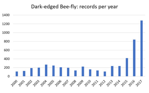 Bee-fly records