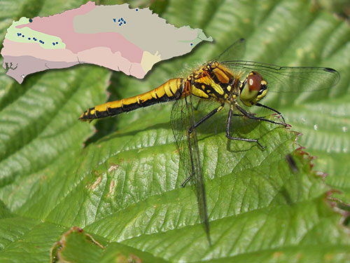 Female Black Darter