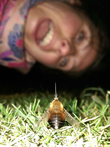 Dotted Bee-fly