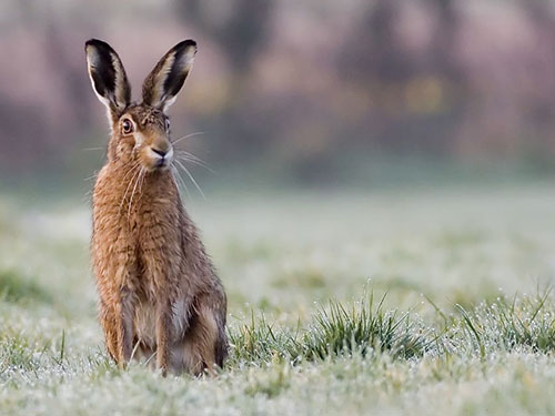 Brown Hare photo Damian Waters