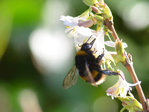 Buff-tailed Bumblebee Becky Walton