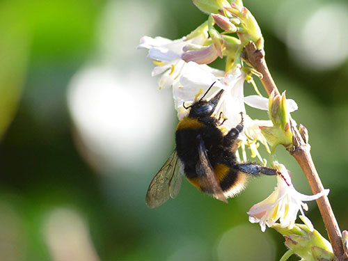 Buff-tailed bumblebee - Bumblebee Conservation Trust