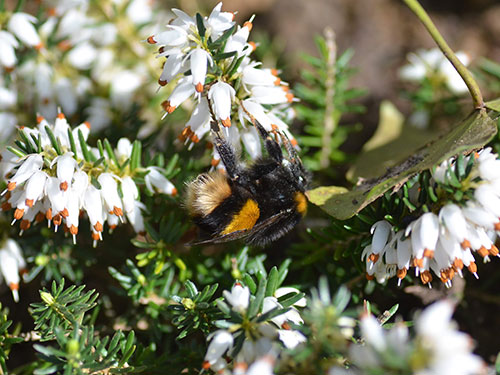 Buff-tailed Bumblebee Becky Walton